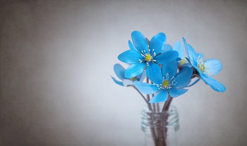 Glass jar vases